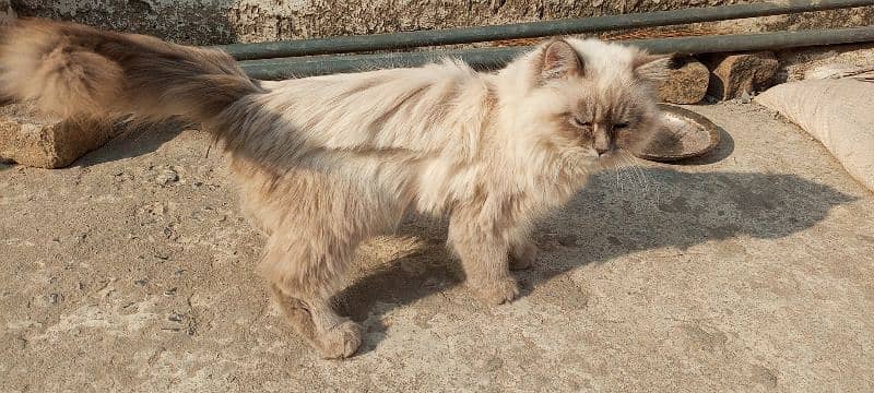 Persian Cat Long Coat Healthy and Well-Groomed 1