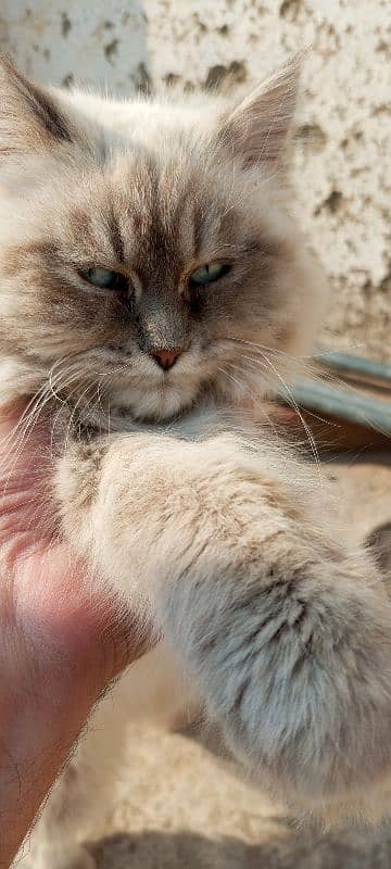 Persian Cat Long Coat Healthy and Well-Groomed 2