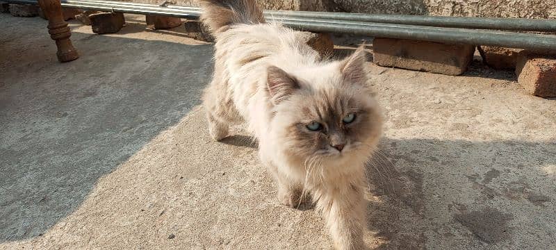 Persian Cat Long Coat Healthy and Well-Groomed 3