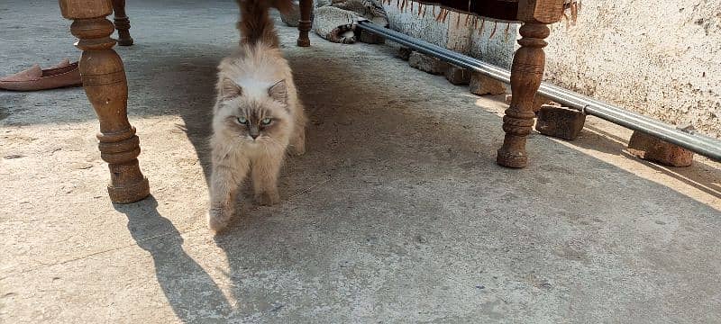 Persian Cat Long Coat Healthy and Well-Groomed 4