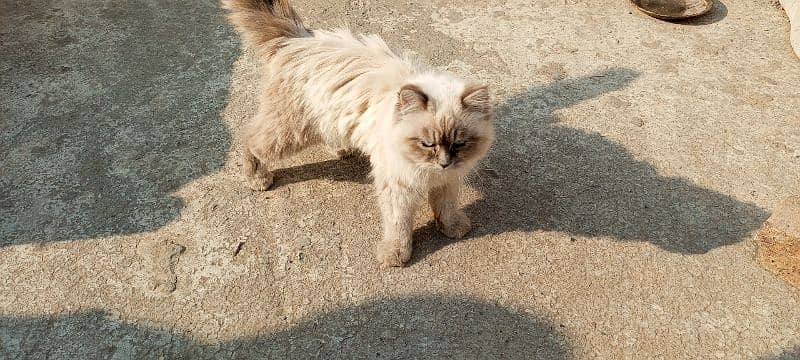 Persian Cat Long Coat Healthy and Well-Groomed 6