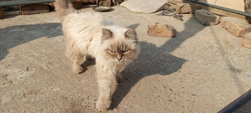 Persian Cat Long Coat Healthy and Well-Groomed 7