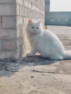 Persian cat