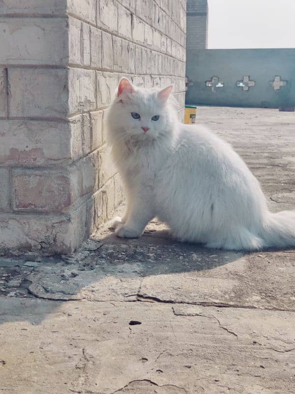 Persian cat 0