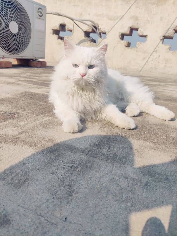 Persian cat 1