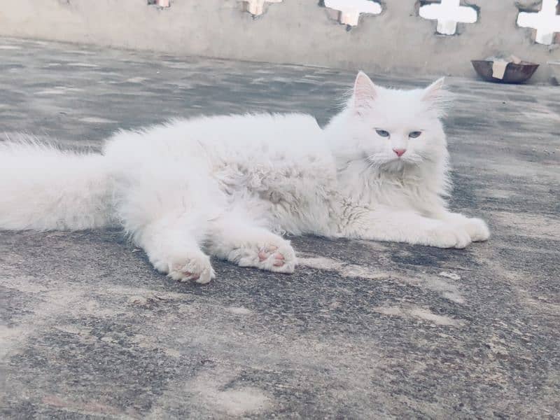 Persian cat 2