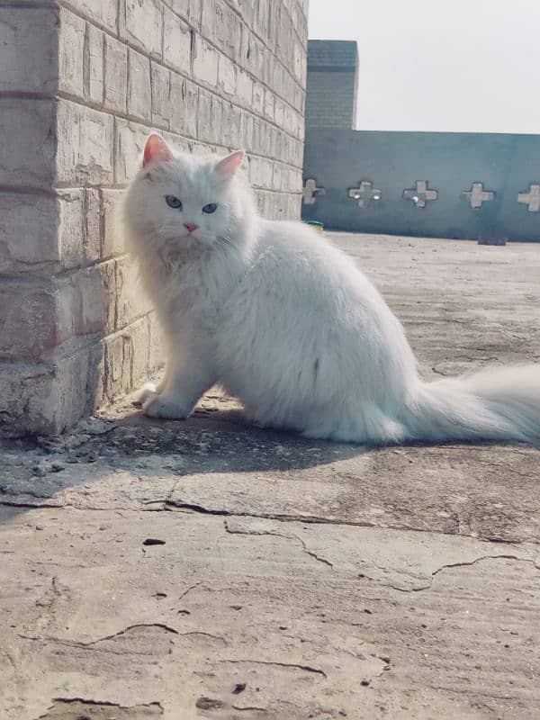 Persian cat 3