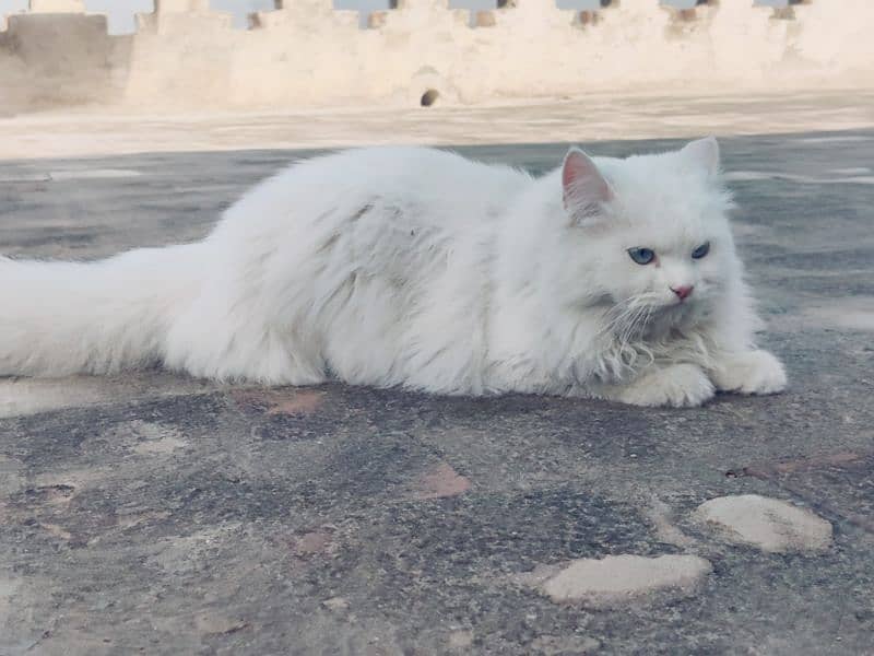 Persian cat 5