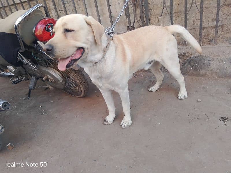 British Labrador 1