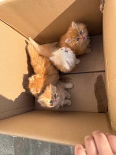 Punch face kittens near to piki face available