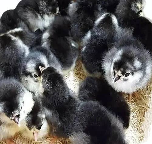 golden misri |lohman brown|eggslaying | hens| chicks |australorp | rir 5