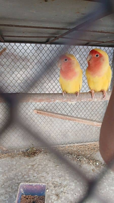 Common Lutino breeder pair 1