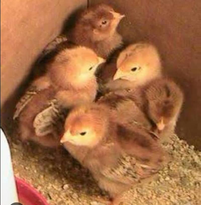 Australop Chicks/Brolier/Golden Misri/Silver Misri /Batair Chicks /Hen 3