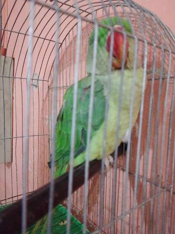 raw parrot male 0