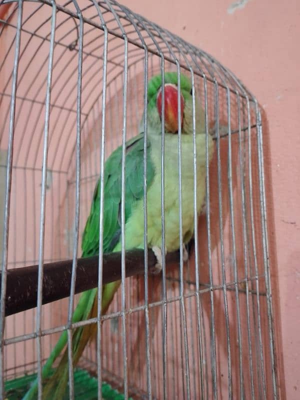 raw parrot male 1