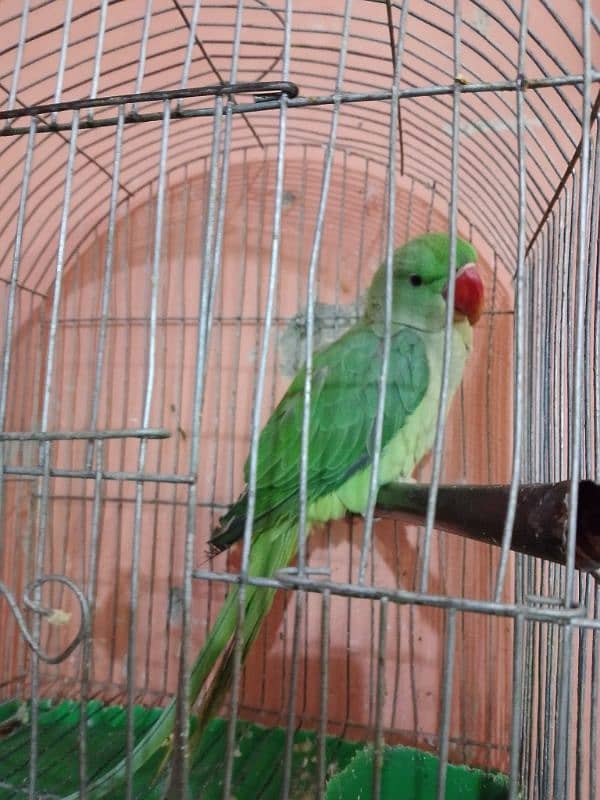 raw parrot male 2