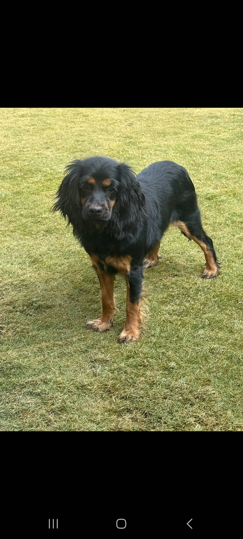 Cocker Spaniel for sale 0