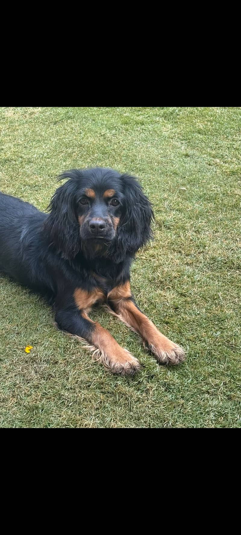 Cocker Spaniel for sale 1