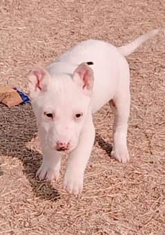 Kohati Gultair Pair / Gultiar Breed / Kohati Gultair Puppies For Sale