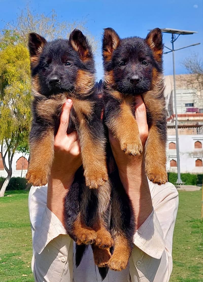 German Shepherd Long Coat Pair / German Shepherd Puppies For Sale 0