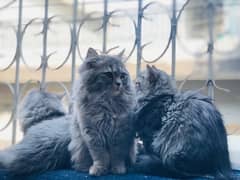 Persian Cat Family