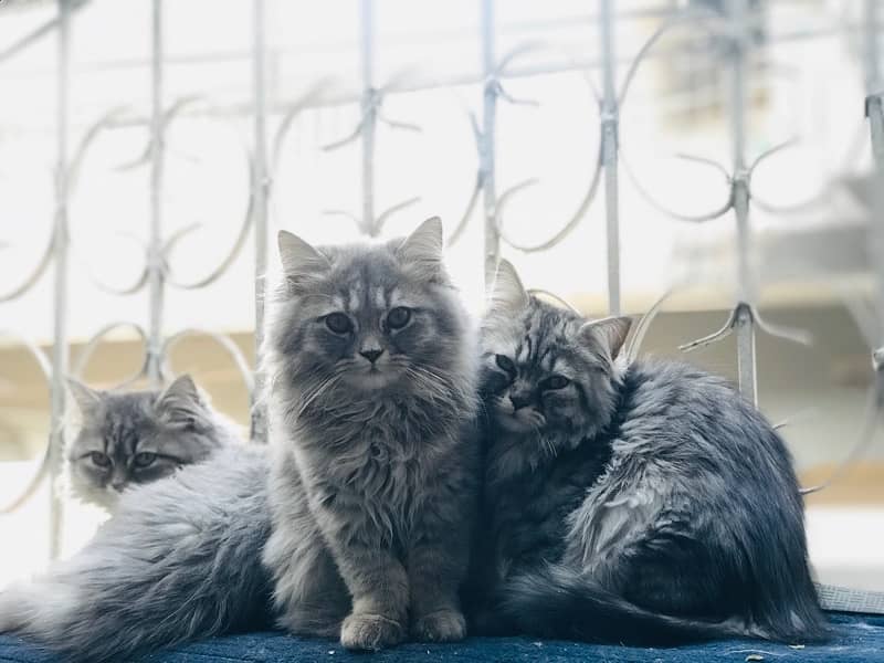 Persian Cat Family 2