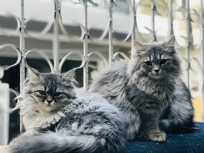 Persian Cat Family 5