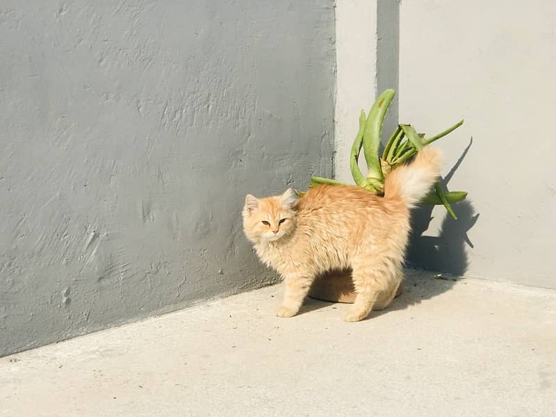 Persian Cat Family 8