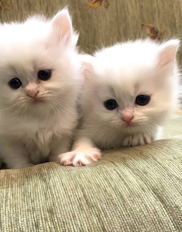 Persian Kitten Babies 1