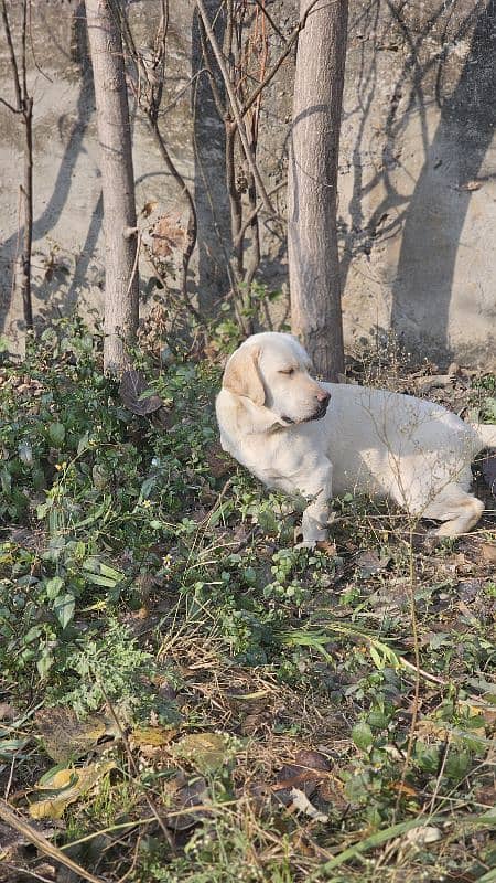 Labrador mela 0