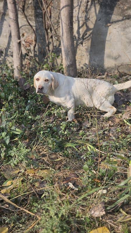 Labrador mela 1