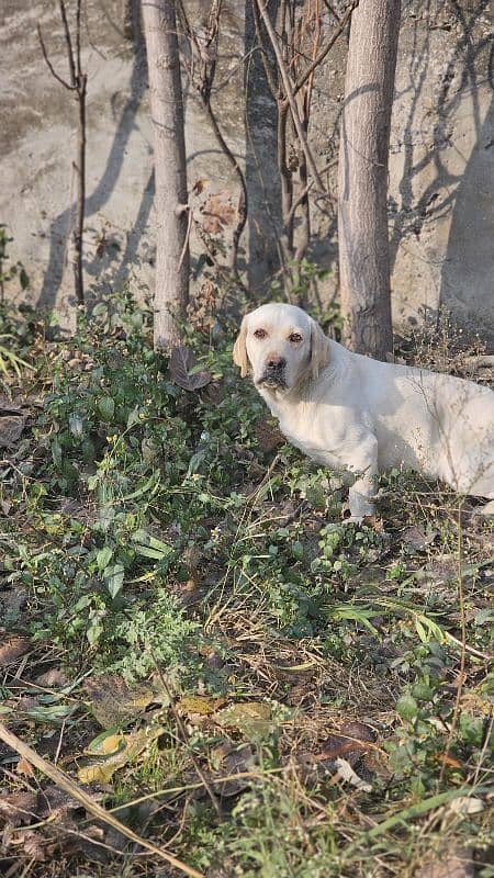 Labrador mela 2