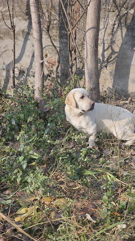 Labrador mela 3