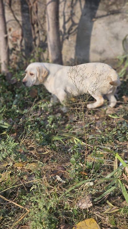 Labrador mela 4