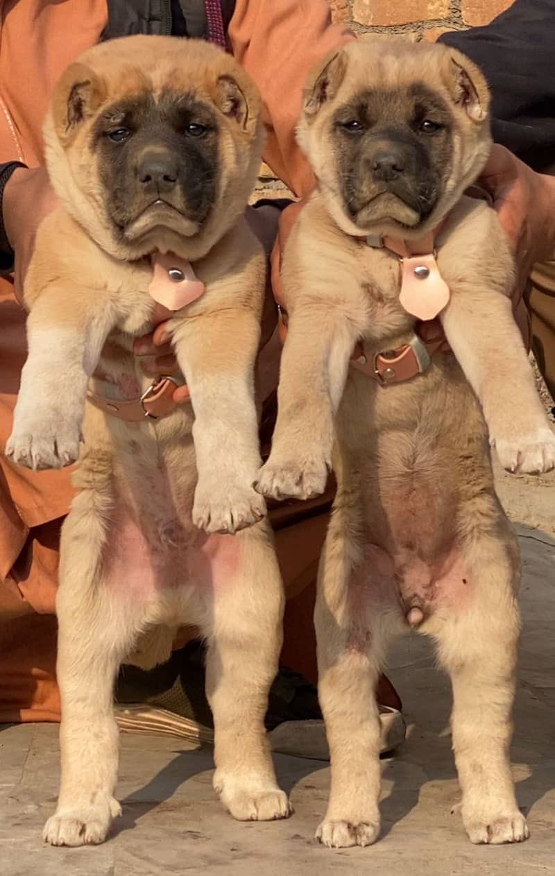 Tukish Kangal | Tukish Kangal Pair | Tukish Kangal Puppies For Sale 0