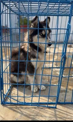 Blue eyes husky