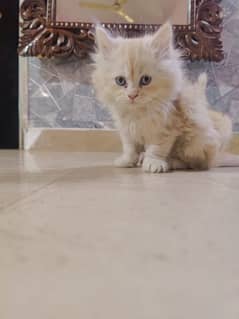 Persian cat baby for sale