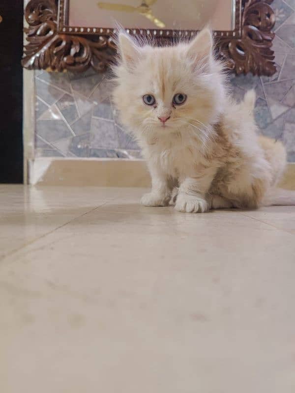 Persian cat baby for sale 0