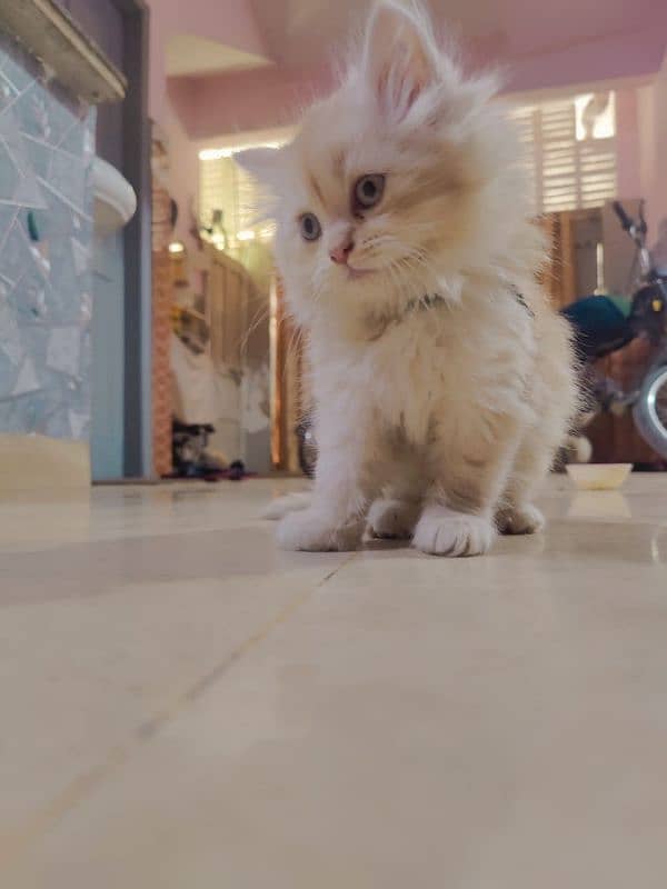 Persian cat baby for sale 1