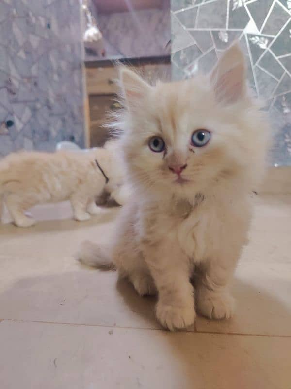 Persian cat baby for sale 2