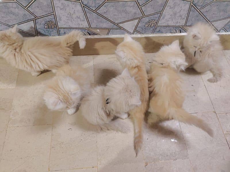 Persian cat baby for sale 3