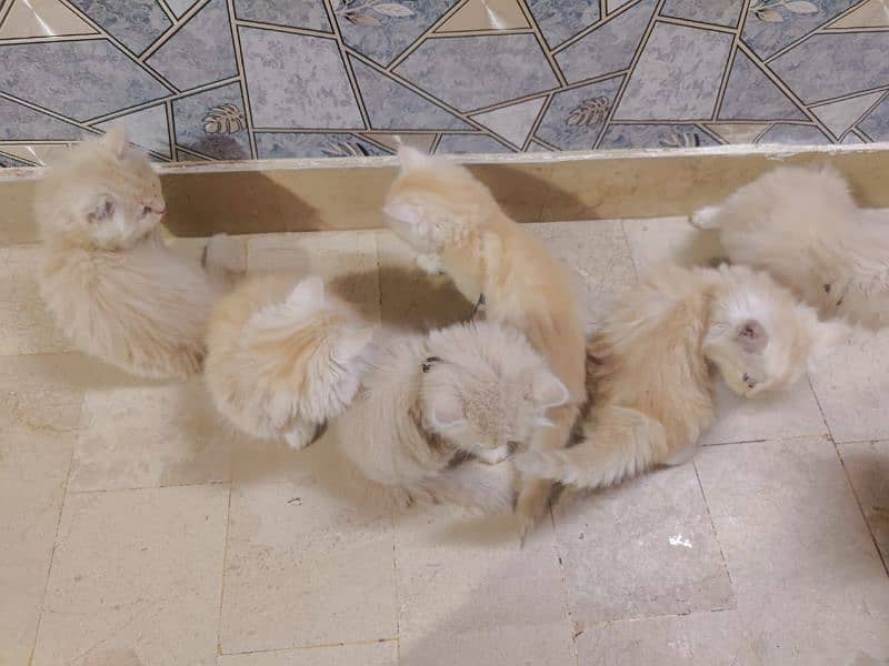 Persian cat baby for sale 4