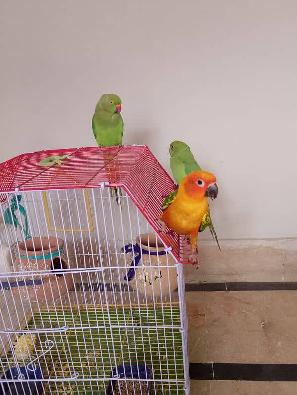 Sun conure/ringneck pair/ love bird 0