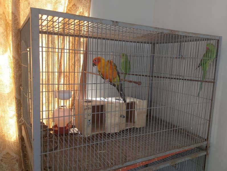 Sun conure/ringneck pair/ love bird 3