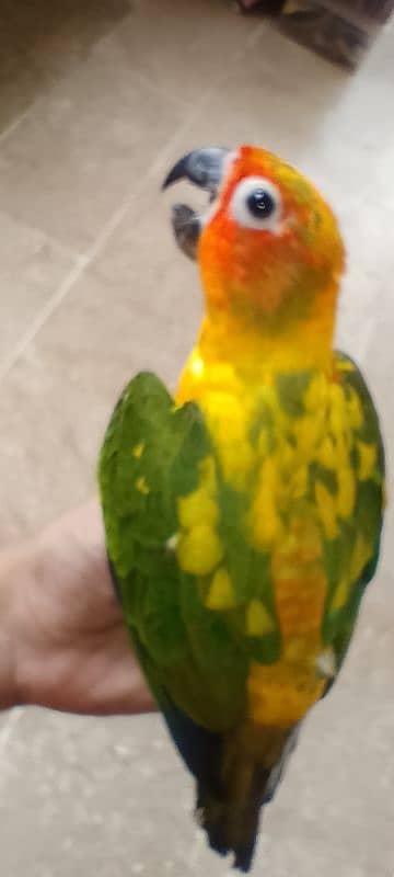 Sun conure/ringneck pair/ love bird 8