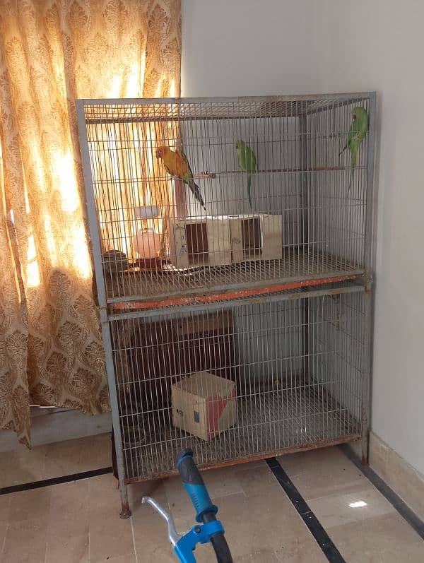 Sun conure/ringneck pair/ love bird 9