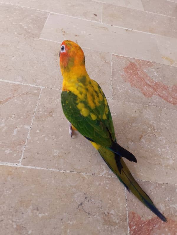 Sun conure/ringneck pair/ love bird 10