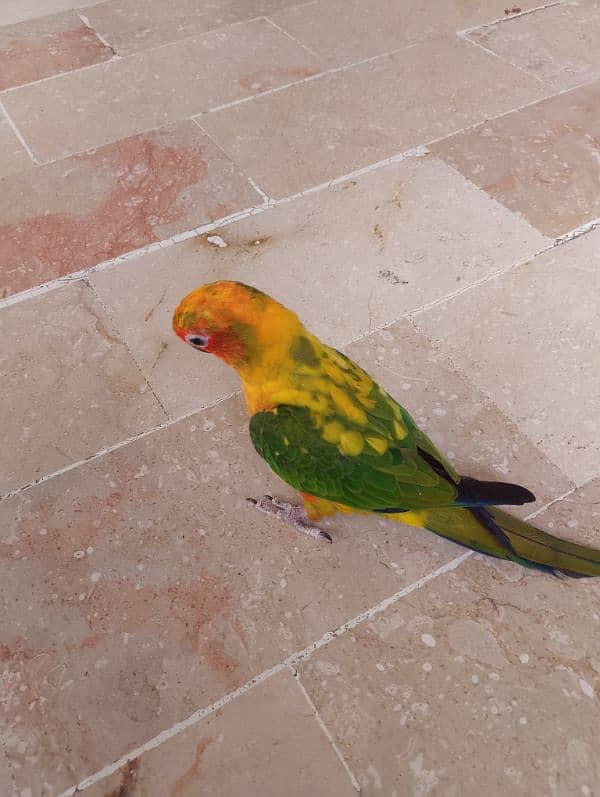 Sun conure/ringneck pair/ love bird 12