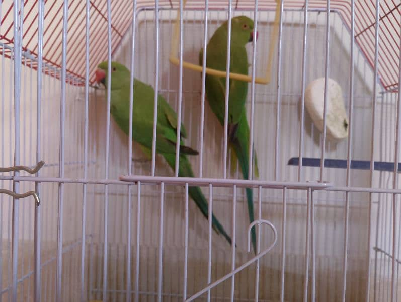 Sun conure/ringneck pair/ love bird 15