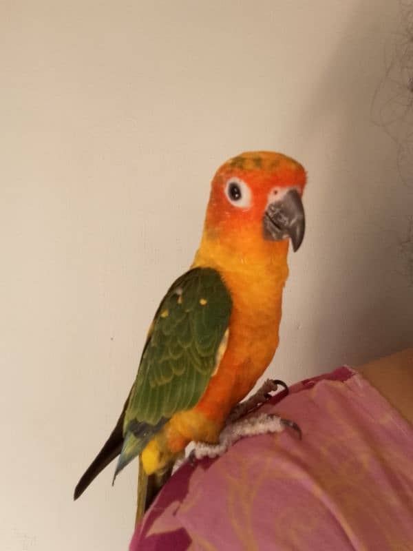 Sun conure/ringneck pair/ love bird 16